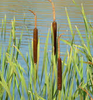 Live Dwarf Cattail (Local Pick up Only)