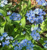 Live Forget Me Not (Potted) - Local Pickup Only