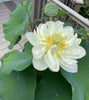 Live Lotus Nelumbo (Assorted)