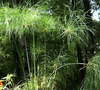 A potted Giant Papyrus plant with tall green foliage, suitable for bog or water garden settings.