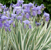 Live Variegated Iris (Potted) - Local Pickup Only