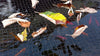 United Aquatics Pond H2O Pond Netting