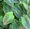 Live Taro, Green or Imperial (Potted) - Local Pickup Only