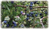 Blueberries protected by Dalen® Bird-X® Netting