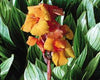 Live Canna (Potted) - Local Pickup Only