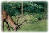 Garden protected by Dalen® Deer-X® Protective Netting
