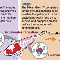 Explanation of benefit of Hikari Germ™