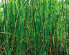 Live Horsetail Rush (Potted) - Local Pickup Only
