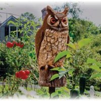 Dalen® Natural Enemy Scarecrow® Great Horned Owl decoy protecting tomato plants