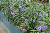 Live Ruellia (Potted) - Local Pickup Only