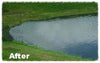 Pond after using Diversified Waterscapes F-50 Bio Pure beneficial bacteria