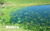 Pond before using Diversified Waterscapes F-50 Bio Pure beneficial bacteria