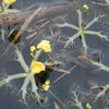 Bladderwort treated by Airmax® Pond Logic® Ultra PondWeed Defense® Aquatic Herbicide