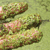Duck weed treated by Airmax® Pond Logic® Ultra PondWeed Defense® Aquatic Herbicide