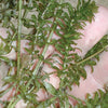 Hydrilla treated by Airmax® Pond Logic® Ultra PondWeed Defense® Aquatic Herbicide