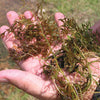 Naiad treated by Airmax® Pond Logic® Ultra PondWeed Defense® Aquatic Herbicide