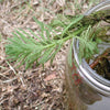 Parrot feather treated by Airmax® Pond Logic® Ultra PondWeed Defense® Aquatic Herbicide