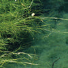 Sago pondweed treated by Airmax® Pond Logic® Ultra PondWeed Defense® Aquatic Herbicide
