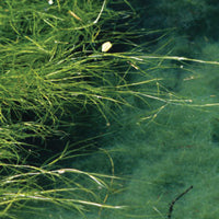 Sago pondweed treated by Airmax® Pond Logic® WipeOut™ PondWeed Defense® Aquatic Herbicide