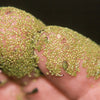 Watermeal treated by Airmax® Pond Logic® Ultra PondWeed Defense® Aquatic Herbicide