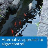 API® Pond Microbial Algae Clean®