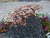 Blue Thumb Copper Creeping Maple Tree Complete Fountain Kit