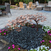 Blue Thumb Copper Creeping Maple Tree Complete Fountain Kit