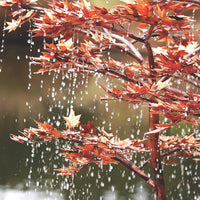 Blue Thumb Copper Japanese Maple Tree Complete Fountain Kit