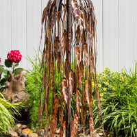 Blue Thumb Copper Weeping Willow Tree Complete Fountain Kits