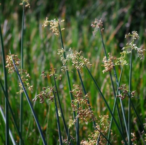 Live Bulrush (Potted) - Local Pickup Only