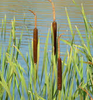 Live Cattail, Narrow Leaf