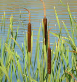 Live Dwarf Cattail (Local Pick up Only)