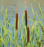 Live Cattail, Narrow Leaf