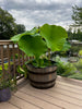 Authentic Oak Whiskey Barrel Pond Kit with Spillway (This Item is for LOCAL PICKUP ONLY at our Downingtown Boutique)
