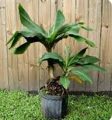 Live Dwarf Cavandish Tropical Banana (Potted) - Local Pickup Only