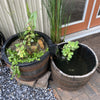 Two half Oak Whiskey Barrels repurposed as a pond and a bog, with plants starting to grow in them, placed on a patio next to a house.