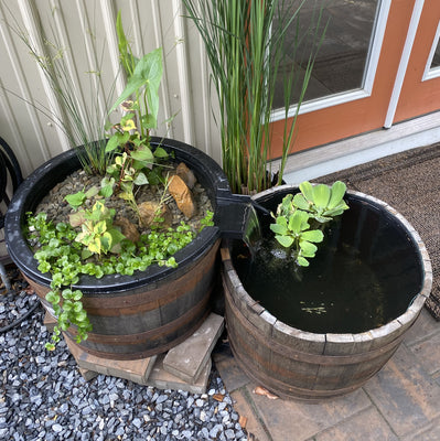 Two half Oak Whiskey Barrels repurposed as a pond and a bog, with plants starting to grow in them, placed on a patio next to a house.