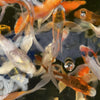 Live Domestic Koi Standard Fin & Butterfly Fin- Local Pickup Only