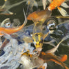 Live Domestic Koi Standard Fin & Butterfly Fin- Local Pickup Only