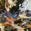 Live Domestic Koi Standard Fin & Butterfly Fin- Local Pickup Only