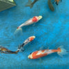 Live Double Tail Goldfish (Wakin & Watonai) - Local Pick Up Only