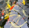 Live Imported Japanese Koi Standard Fin & Butterfly Fin- Local Pickup Only