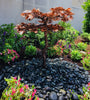 A decorative metal tree sculpture with copper-brown leaves and a dark trunk, displayed in a landscaped garden bed surrounded by black river rocks, green plants, and pink flowers.