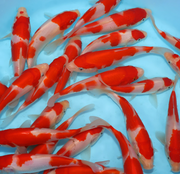 Live Imported Japanese Kohaku Koi - Local Pickup Only