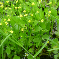 Live Miniature Spearwort (Potted) - Local Pickup Only