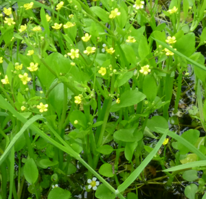 Live Miniature Spearwort (Potted) - Local Pickup Only