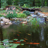 At a beautiful pond you can hear the quiet.