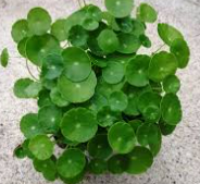 Live Pennywort (Potted) - Local Pickup Only