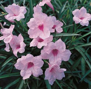 Live Pink Bells (Potted) - Local Pickup Only