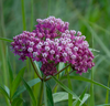 Live Swamp Milkweed (Potted) - Local Pickup Only